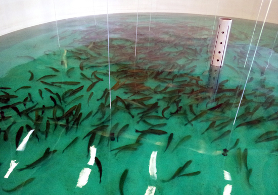 제주도해양수산연구원에서 기르고 있는 '무지개 송어'