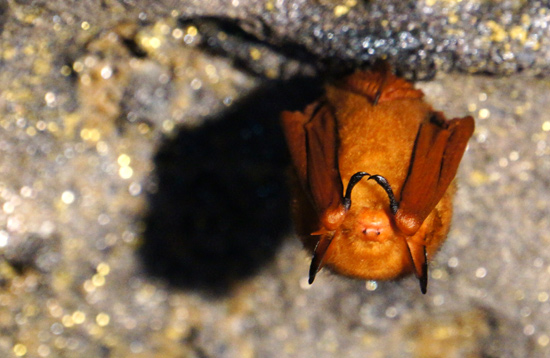 6년째 서식하고 있는 만장굴 비공개 구간 내의 붉은박쥐