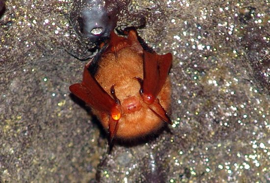 황금박쥐로 불리는 붉은박쥐. 천연기념물 제452호, 환경부 지정 멸종위기 1급종으로 지정돼 있다.