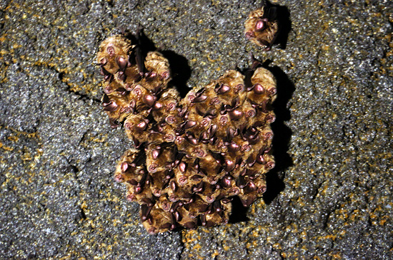 만장굴 내부에 서식하고 있는 관박쥐