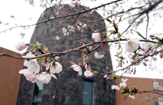 지난해 꽃망울 터트린 서귀포기상대 벚꽃 / 제이누리 DB