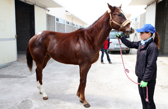 26일 올해 처음으로 열린 경주마 경매에서 최고가를 기록한 경주마. 2억9000만원에 낙찰됐다.