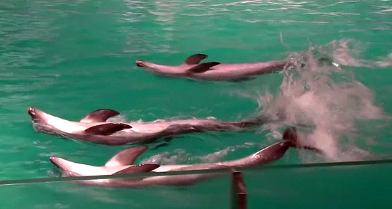 퍼시픽랜드에서 공연 중인 불법포획 남방큰돌고래 / 제이누리DB