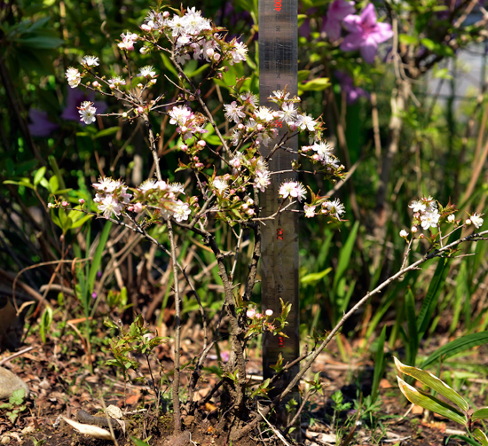 세계 '초소형 벚나무'로 알려진 신종 벚나무 표본목. 약 30년 생으로 추정되고 있다. 7년 전 제주 해안가에서 발견됐다. 난대아열대산림연구소는 2011년 7월 '프루누스 미니마(Prunus minima)'라는 학명으로 미국 로데 아일랜드(Rhode Island)에서 개최된 국제식물분류학회에서 발표했다.