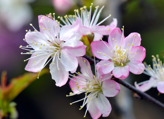 세계 '초소형 벚나무'로 알려진 신종 벚나무 표본목의 꽃