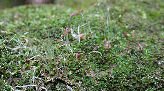 제주에서 발견된 국내 미기록종 '카비큘라리아 덴사'