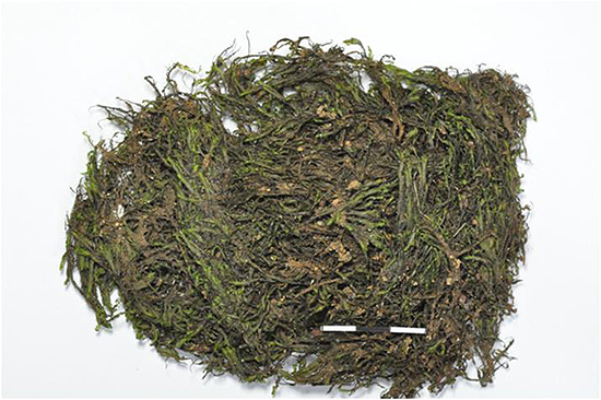 제주에서 발견된 신종 이끼 '디스티조필륨 마이바래'의 변종