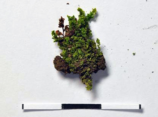 제주에서 발견된 신종 이끼 '피시던스 인보루투스'의 변종